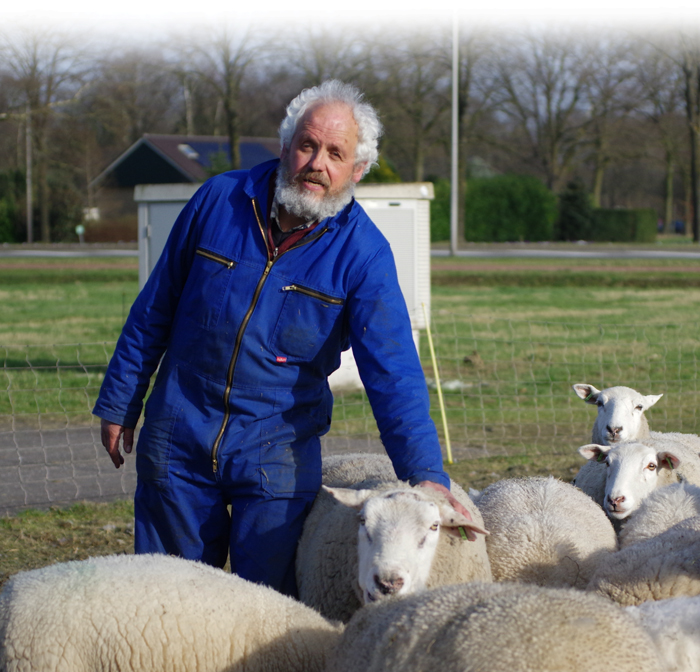 Foto van Henk van der Sar met zijn schapen in de wei