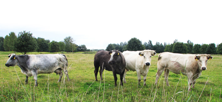 Foto van koeien in de polder