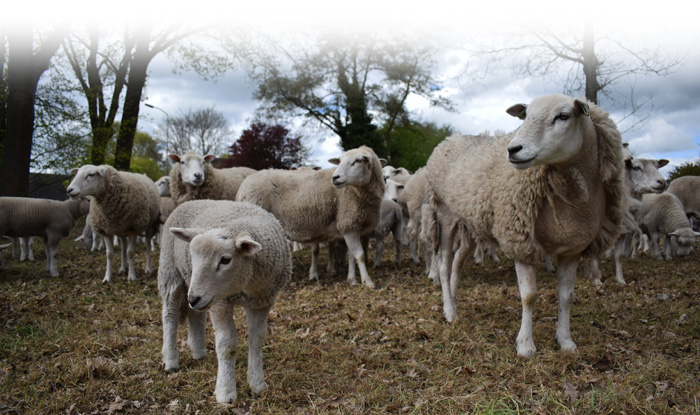 Foto van natuurbegrazing met schapen